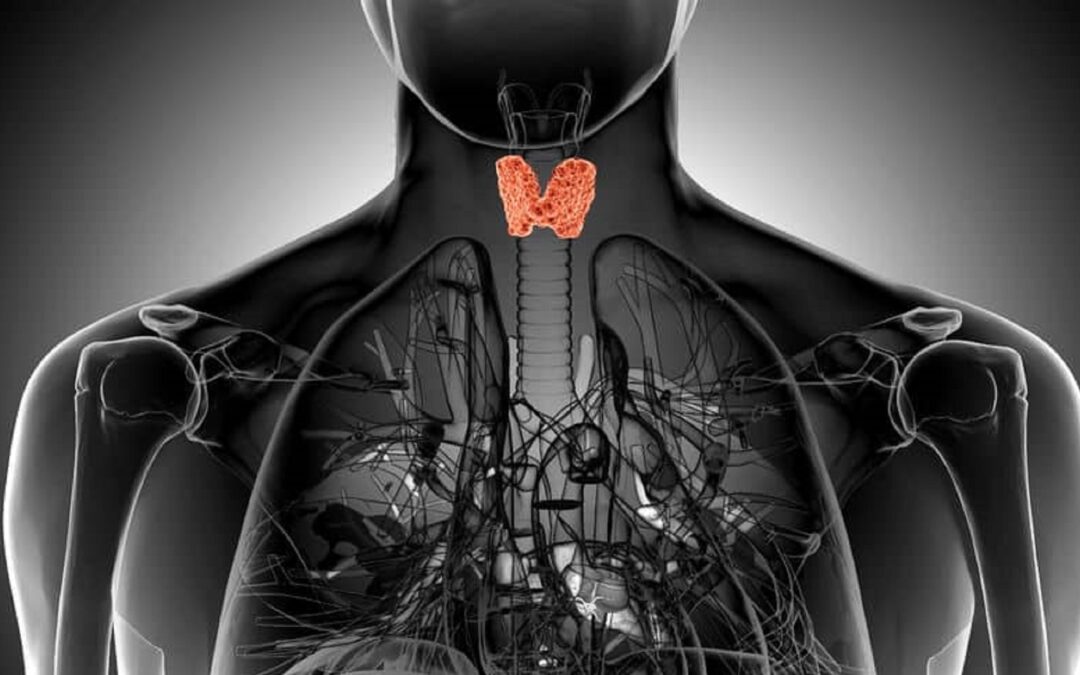 What is The Thyroid & Where Is It?
