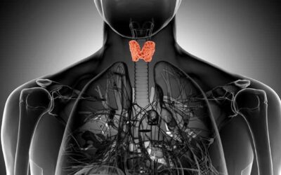 What is The Thyroid & Where Is It?