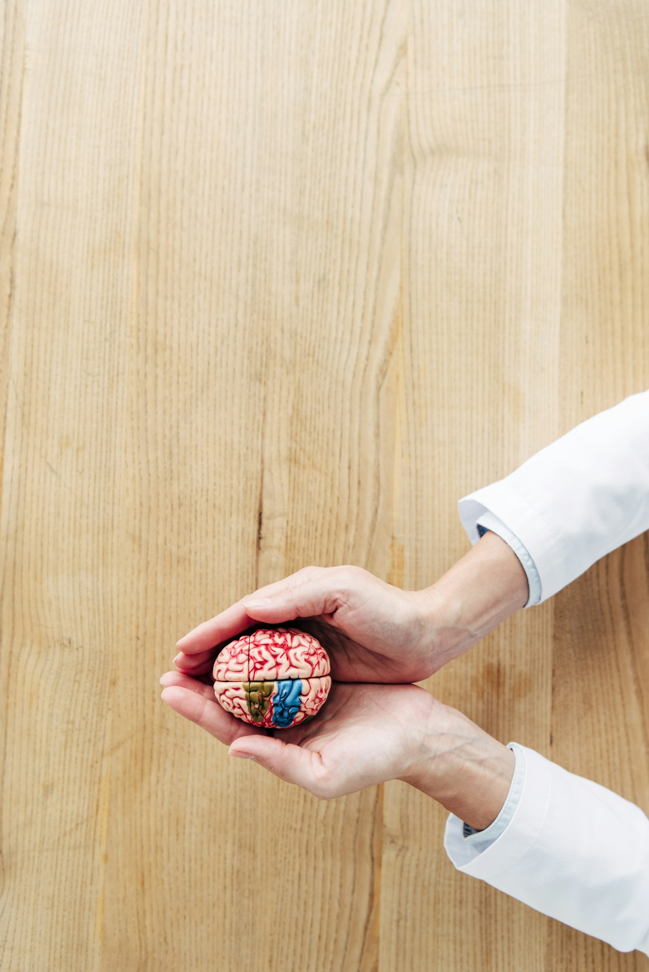 cropped view of doctor holding model of brain in clinic