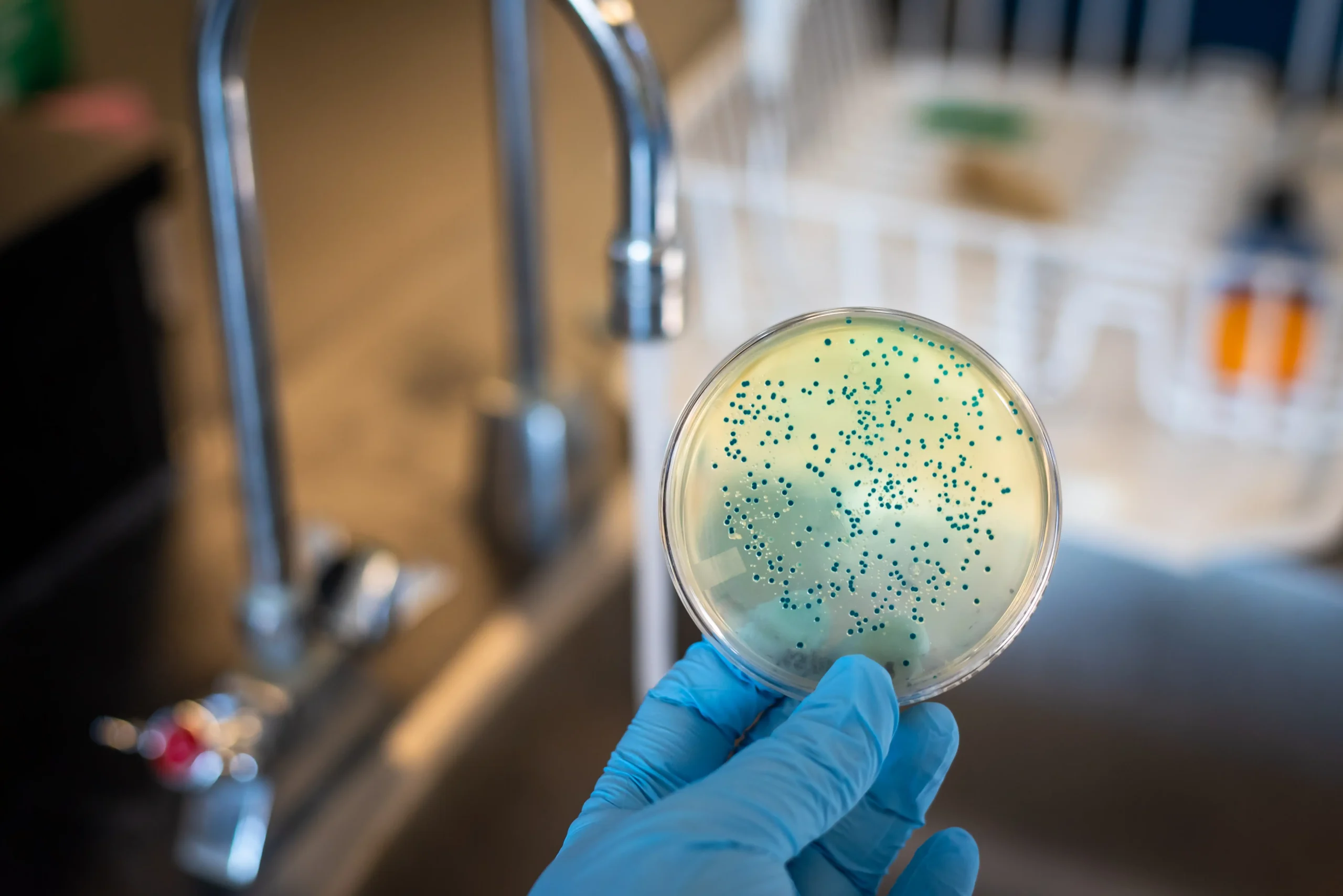 mold toxicity testing